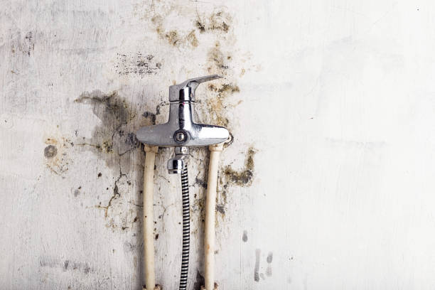 Best Home Mold Removal  in Concord, VA