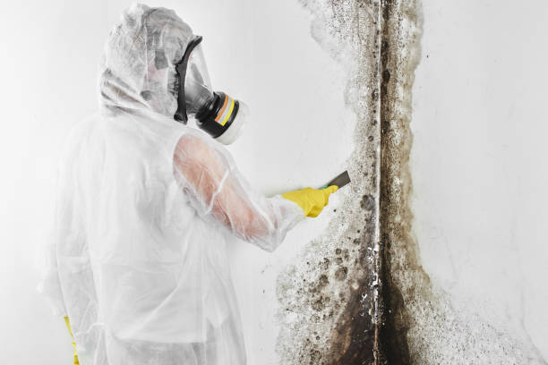Best Same-Day Mold Removal  in Concord, VA