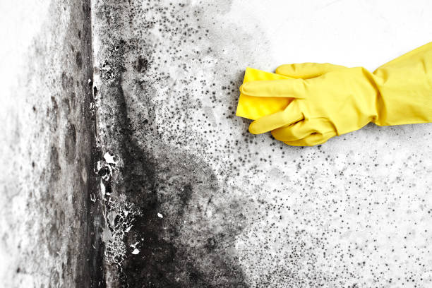Best Mold Damage Repair  in Concord, VA