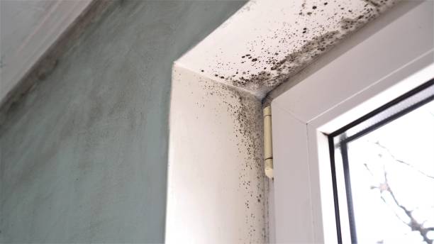 Best Best Mold Removal Companies  in Concord, VA