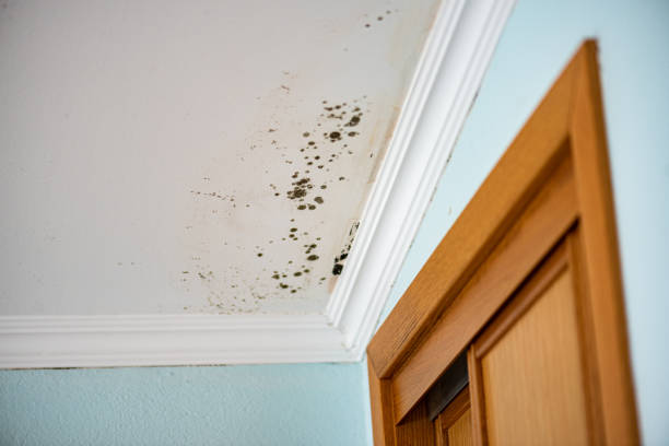 Best Black Mold Removal  in Concord, VA