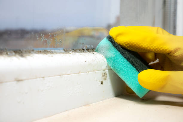 Best Mold Cleaning Services  in Concord, VA
