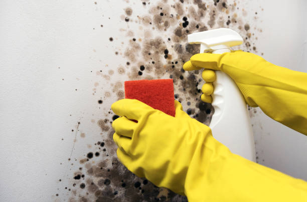 Professional Mold Removal in Concord, VA