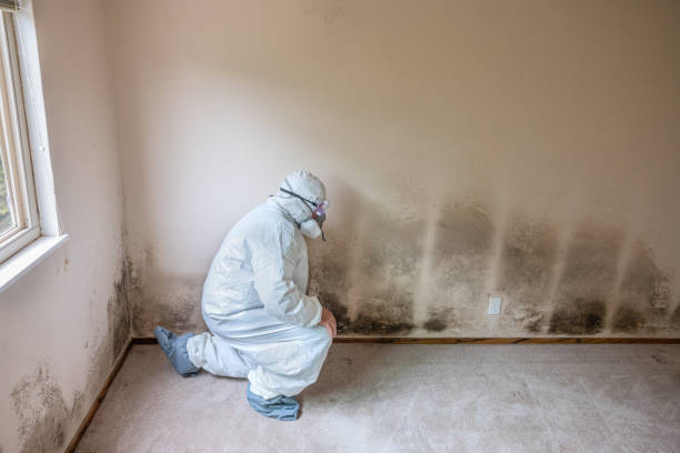 Best Mold Removal Specialists  in Concord, VA