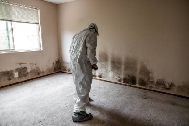Best Mold Inspection  in Concord, VA