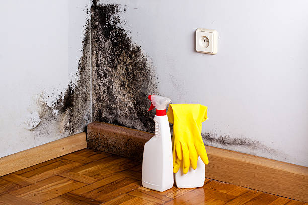 Best Mold Removal Company Near Me  in Concord, VA