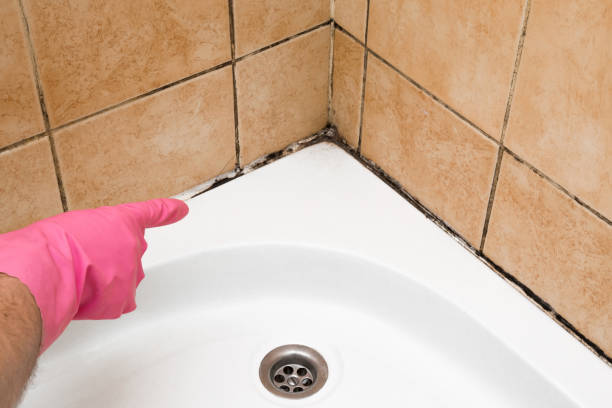 Best Crawl Space Mold Removal  in Concord, VA