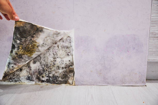 Best Professional Mold Removal  in Concord, VA